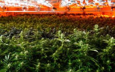 Protected: MARIJUANA IN REAL ESTATE – PRODUCTION FACILITY (CE)